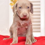 cute cuddley playful mini weimaraner puppies, ohio puppy adoption Valentines weimaraner pup