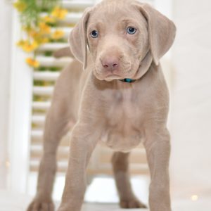 cute cuddley playful mini weimaraner puppies, ohio puppy adoption Valentines weimaraner pup