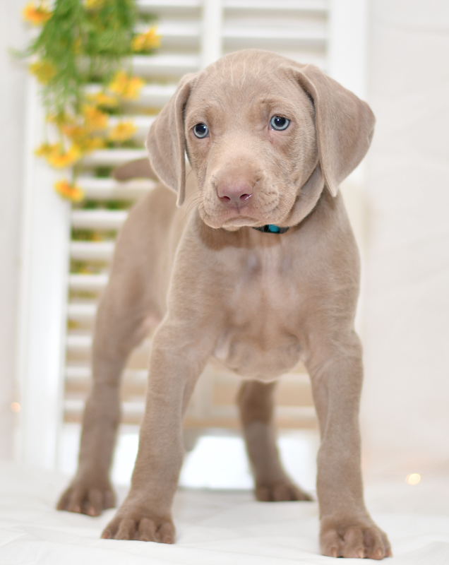 cute cuddley playful mini weimaraner puppies, ohio puppy adoption Valentines weimaraner pup