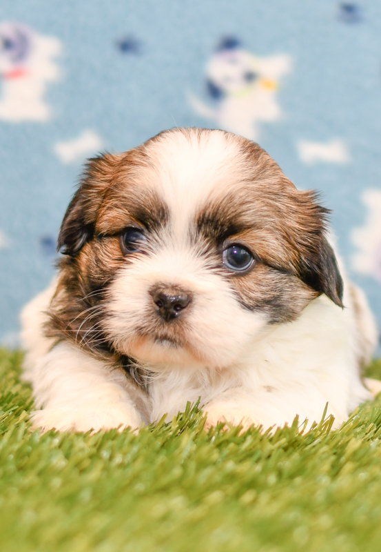 Beautiful Shih Tzu Puppies at play. For sale playful puppies of Ohio. Cute and cuddly playful pups for sale