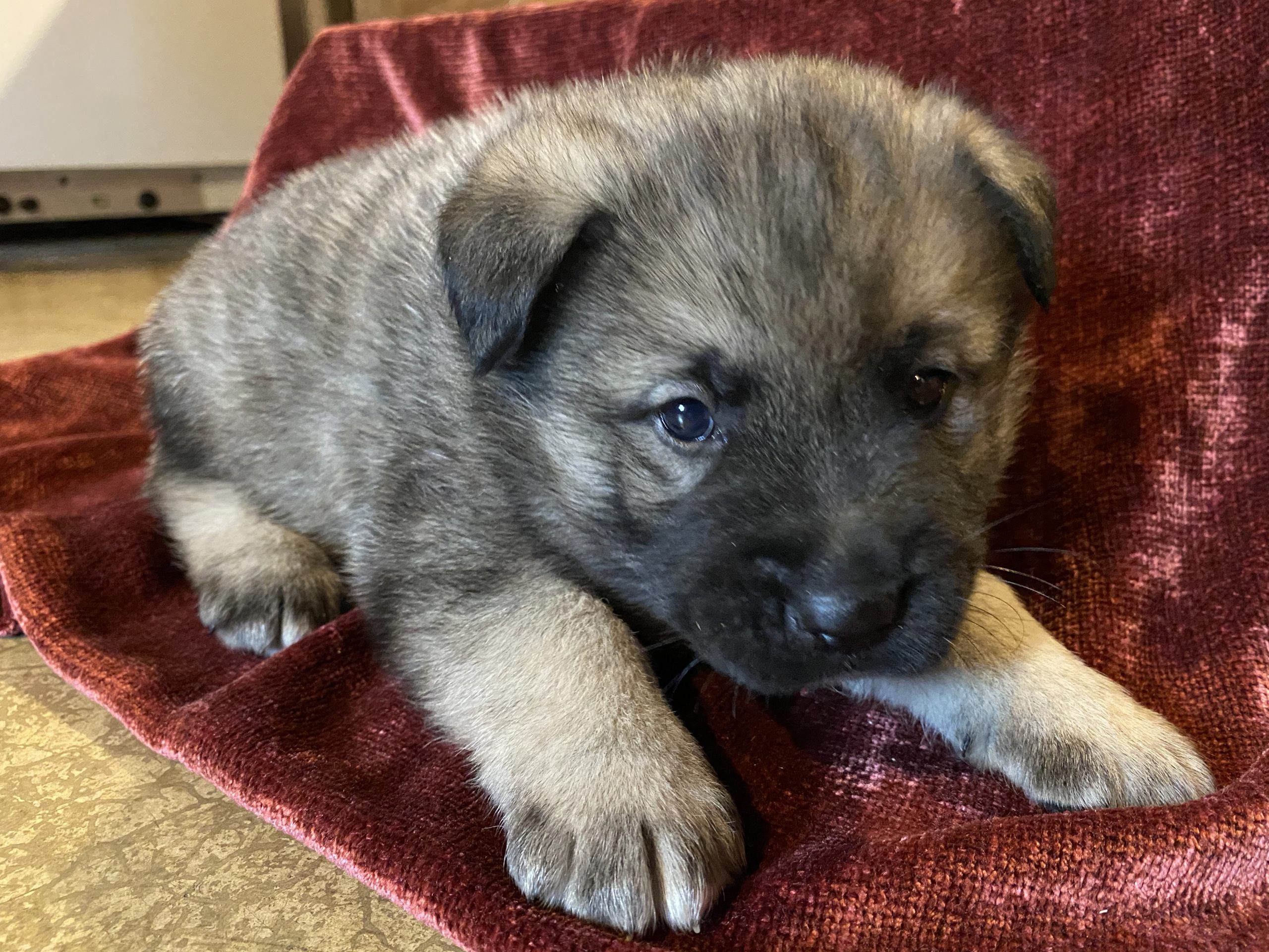 Cute & Adorable Norwegian Elkhound puppy for sale and seeking adoption into a loving furever home!