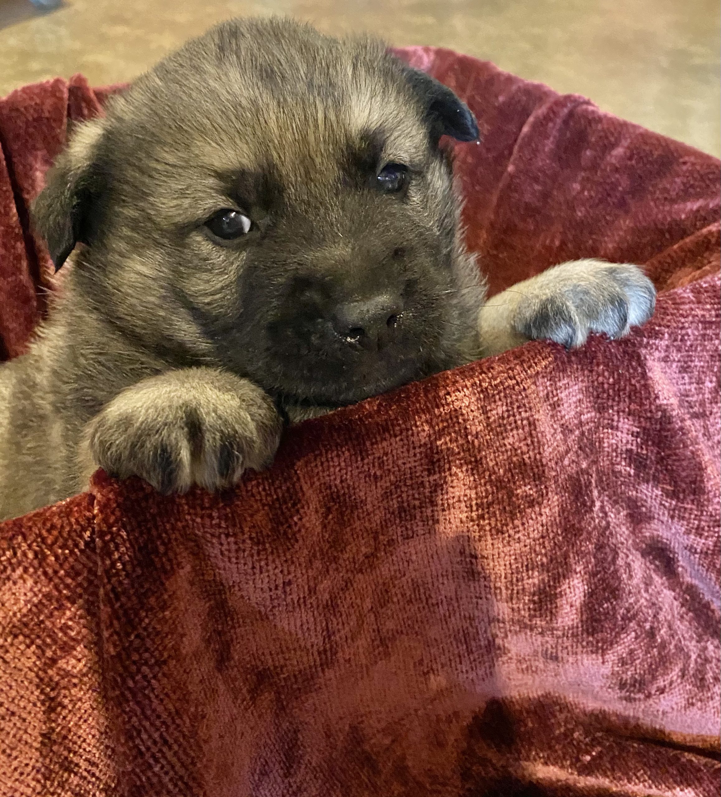 Cute & Adorable Norwegian Elkhound puppy for sale and seeking adoption into a loving furever home!