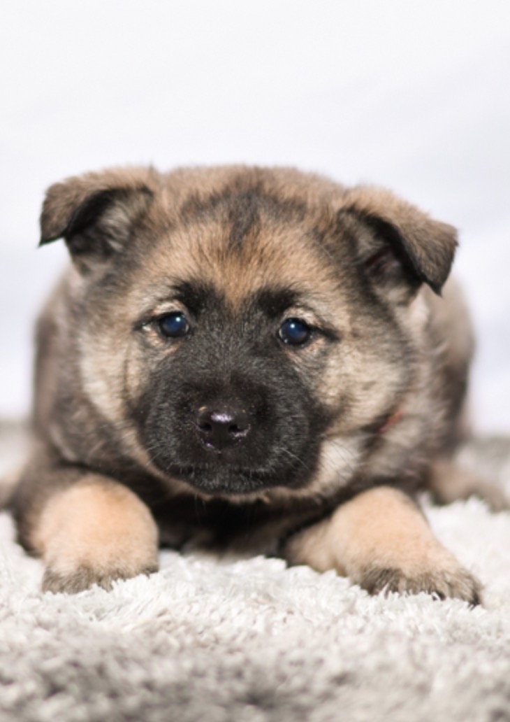 Cute, Cuddely & Adorable Mini Cavapoos puppy for sale and seeking adoption into a loving furever home!