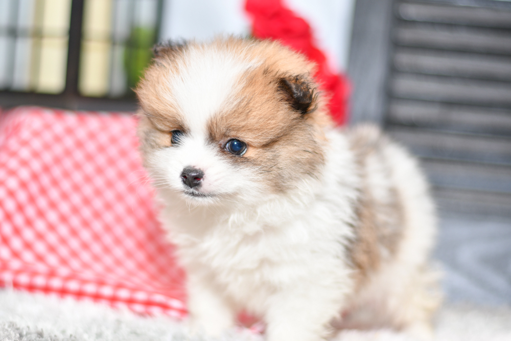 Beautiful Puppies at play. For sale playful pomeranian puppies of Ohio. Cute and cuddly playful pups for sale