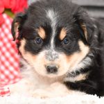 Beautiful Aussie/Collie Puppies at play. For sale playful puppies of Ohio. Cute and cuddly playful pups for sale. Australian Shepherd and Collie Mix