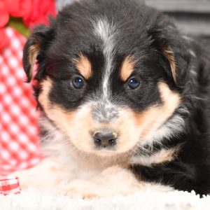 Beautiful Aussie/Collie Puppies at play. For sale playful puppies of Ohio. Cute and cuddly playful pups for sale. Australian Shepherd and Collie Mix