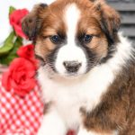 Beautiful Aussie/Collie Puppies at play. For sale playful puppies of Ohio. Cute and cuddly playful pups for sale. Australian Shepherd and Collie Mix