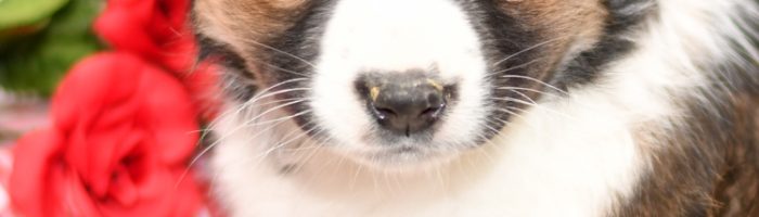 Beautiful Aussie/Collie Puppies at play. For sale playful puppies of Ohio. Cute and cuddly playful pups for sale. Australian Shepherd and Collie Mix