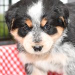 Beautiful Aussie/Collie Puppies at play. For sale playful puppies of Ohio. Cute and cuddly playful pups for sale. Australian Shepherd and Collie Mix