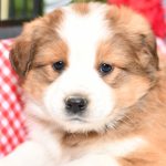 Beautiful Aussie/Collie Puppies at play. For sale playful puppies of Ohio. Cute and cuddly playful pups for sale. Australian Shepherd and Collie Mix