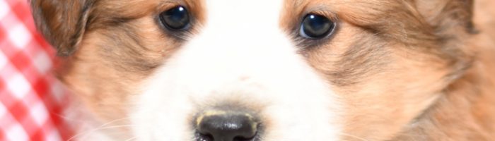 Beautiful Aussie/Collie Puppies at play. For sale playful puppies of Ohio. Cute and cuddly playful pups for sale. Australian Shepherd and Collie Mix