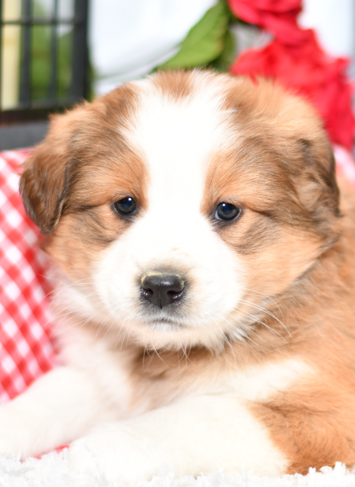 Beautiful Aussie/Collie Puppies at play. For sale playful puppies of Ohio. Cute and cuddly playful pups for sale. Australian Shepherd and Collie Mix