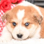 Beautiful Aussie/Collie Puppies at play. For sale playful puppies of Ohio. Cute and cuddly playful pups for sale. Australian Shepherd and Collie Mix