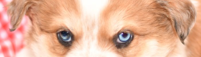 Beautiful Aussie/Collie Puppies at play. For sale playful puppies of Ohio. Cute and cuddly playful pups for sale. Australian Shepherd and Collie Mix