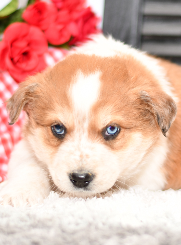 Beautiful Aussie/Collie Puppies at play. For sale playful puppies of Ohio. Cute and cuddly playful pups for sale. Australian Shepherd and Collie Mix