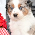 Beautiful Aussie/Collie Puppies at play. For sale playful puppies of Ohio. Cute and cuddly playful pups for sale. Australian Shepherd and Collie Mix