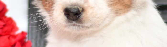 Beautiful Aussie/Collie Puppies at play. For sale playful puppies of Ohio. Cute and cuddly playful pups for sale. Australian Shepherd and Collie Mix