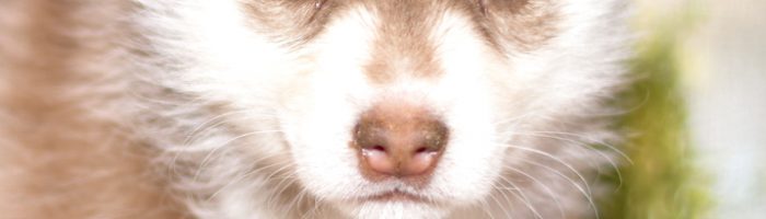 Beautiful Siberian husky Puppies at play. For sale playful husky puppies of Ohio. Cute and cuddly playful pups for sale