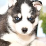 Beautiful Siberian husky Puppies at play. For sale playful husky puppies of Ohio. Cute and cuddly playful pups for sale