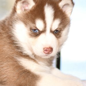 Beautiful Siberian husky Puppies at play. For sale playful husky puppies of Ohio. Cute and cuddly playful pups for sale