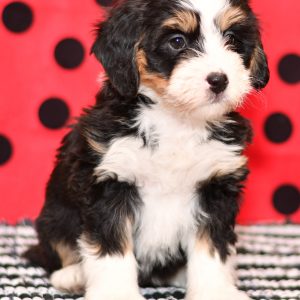 Beautiful Puppies at play. For sale playful puppies of Ohio. Cute and cuddly playful pups for sale bernedoodles