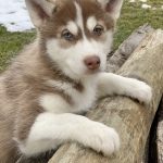 Beautiful Siberian husky Puppies at play. For sale playful husky puppies of Ohio. Cute and cuddly playful pups for sale