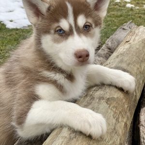 Beautiful Siberian husky Puppies at play. For sale playful husky puppies of Ohio. Cute and cuddly playful pups for sale
