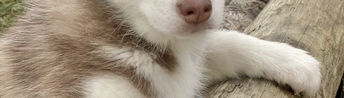 Beautiful Siberian husky Puppies at play. For sale playful husky puppies of Ohio. Cute and cuddly playful pups for sale