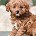 Beautiful Puppies at play. For sale cavapoo playful puppies of Ohio. Cute and cuddly playful Cavapoo pups for sale