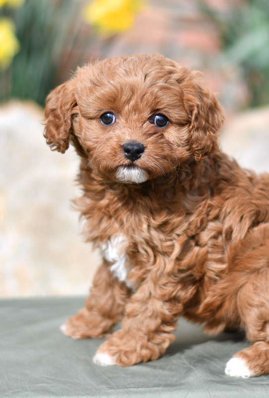 Beautiful Puppies at play. For sale cavapoo playful puppies of Ohio. Cute and cuddly playful Cavapoo pups for sale