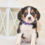 Beautiful beagle mix Puppies at play. For sale playful puppies of Ohio. Cute and cuddly playful pups for sale beagliers