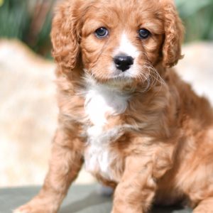Beautiful Puppies at play. For sale cavapoo playful puppies of Ohio. Cute and cuddly playful Cavapoo pups for sale