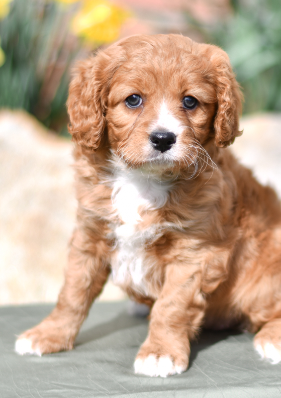Beautiful Puppies at play. For sale cavapoo playful puppies of Ohio. Cute and cuddly playful Cavapoo pups for sale