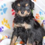Beautiful Puppies at play. For sale playful puppies of Ohio. Cute and cuddly playful chihuahua/poodle pups for sale