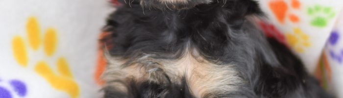 Beautiful Puppies at play. For sale playful puppies of Ohio. Cute and cuddly playful chihuahua/poodle pups for sale