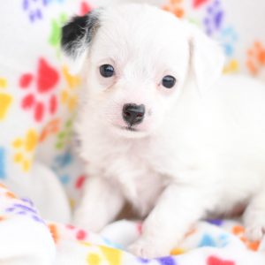 Beautiful Puppies at play. For sale playful puppies of Ohio. Cute and cuddly playful chihuahua/poodle pups for sale