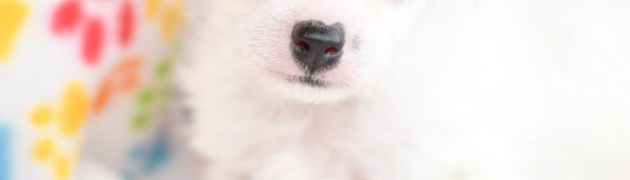 Beautiful Puppies at play. For sale playful puppies of Ohio. Cute and cuddly playful chihuahua/poodle pups for sale