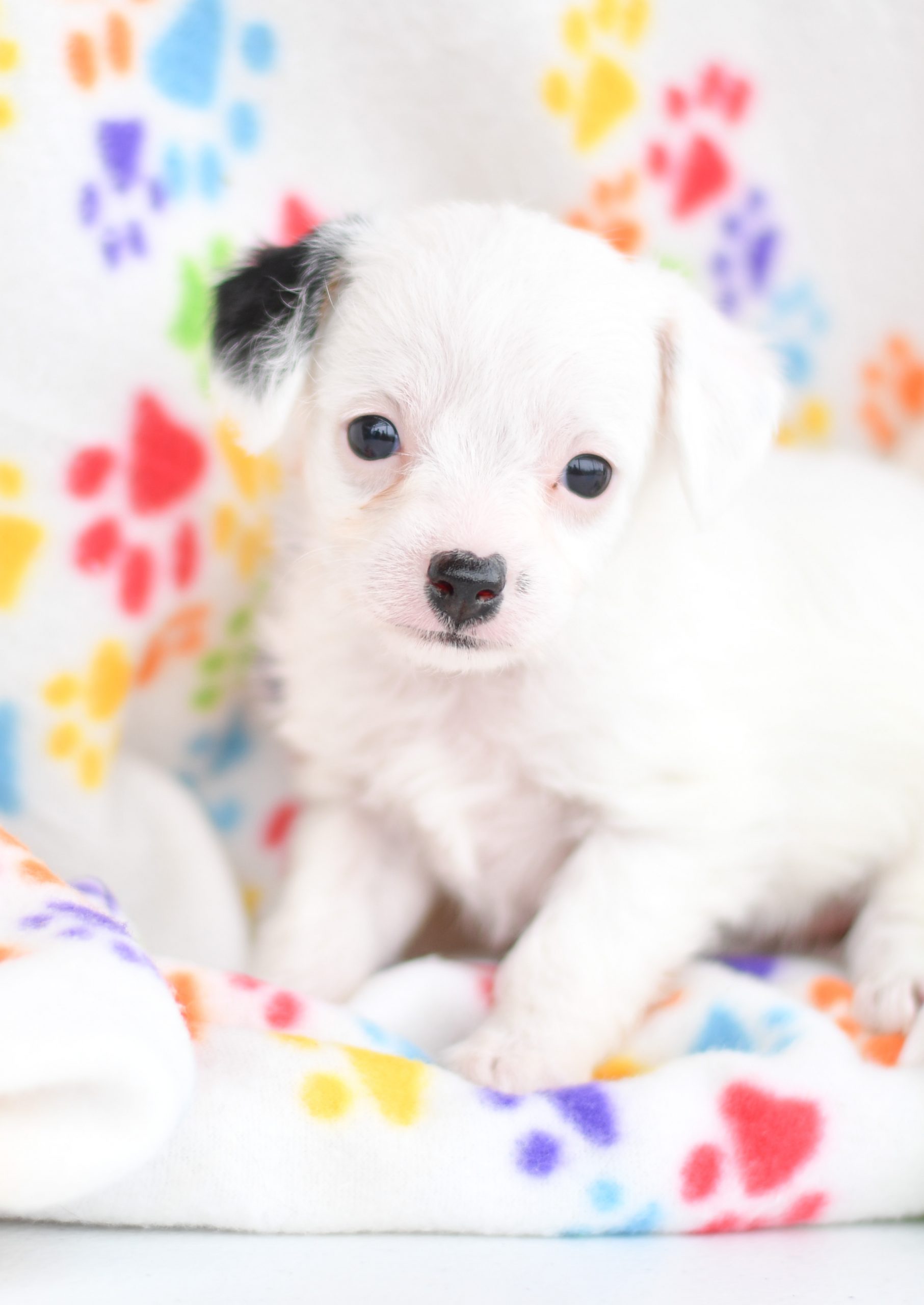 Beautiful Puppies at play. For sale playful puppies of Ohio. Cute and cuddly playful chihuahua/poodle pups for sale