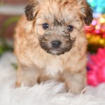 Beautiful Puppies at play. For sale playful Papipoo puppies of Ohio. Cute and cuddly playful pups for sale