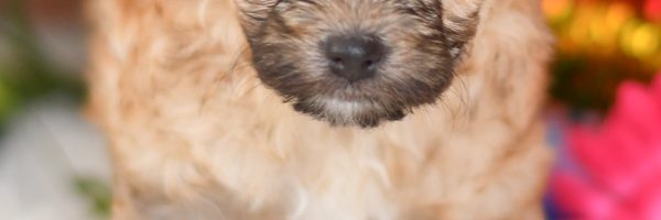 Beautiful Puppies at play. For sale playful Papipoo puppies of Ohio. Cute and cuddly playful pups for sale