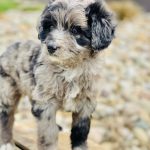 Beautiful Puppies at play. For sale cavapoo playful puppies of Ohio. Cute and cuddly playful Cavapoo pups for sale