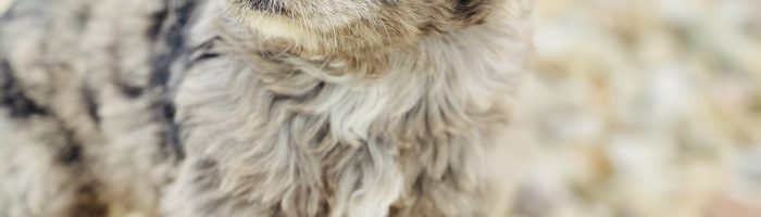 Beautiful Puppies at play. For sale cavapoo playful puppies of Ohio. Cute and cuddly playful Cavapoo pups for sale