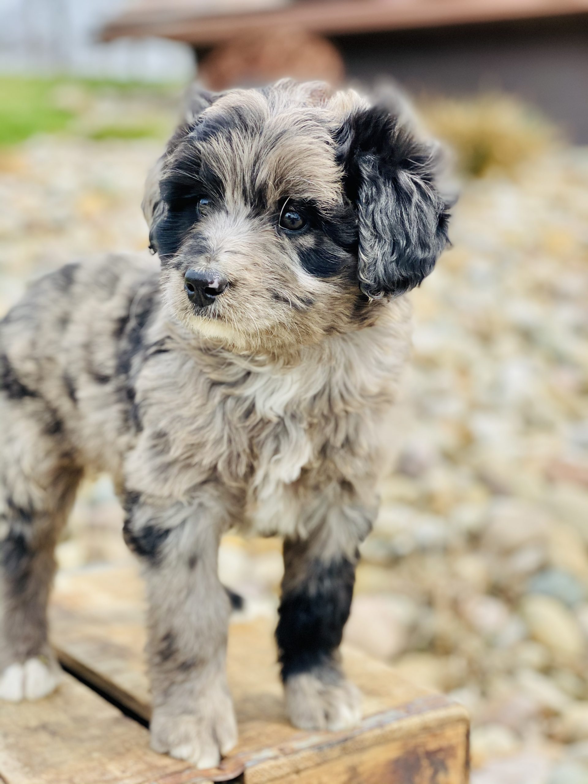 Beautiful Puppies at play. For sale cavapoo playful puppies of Ohio. Cute and cuddly playful Cavapoo pups for sale