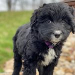 Beautiful Puppies at play. For sale cavapoo playful puppies of Ohio. Cute and cuddly playful Cavapoo pups for sale