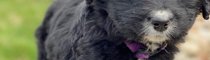 Beautiful Puppies at play. For sale cavapoo playful puppies of Ohio. Cute and cuddly playful Cavapoo pups for sale