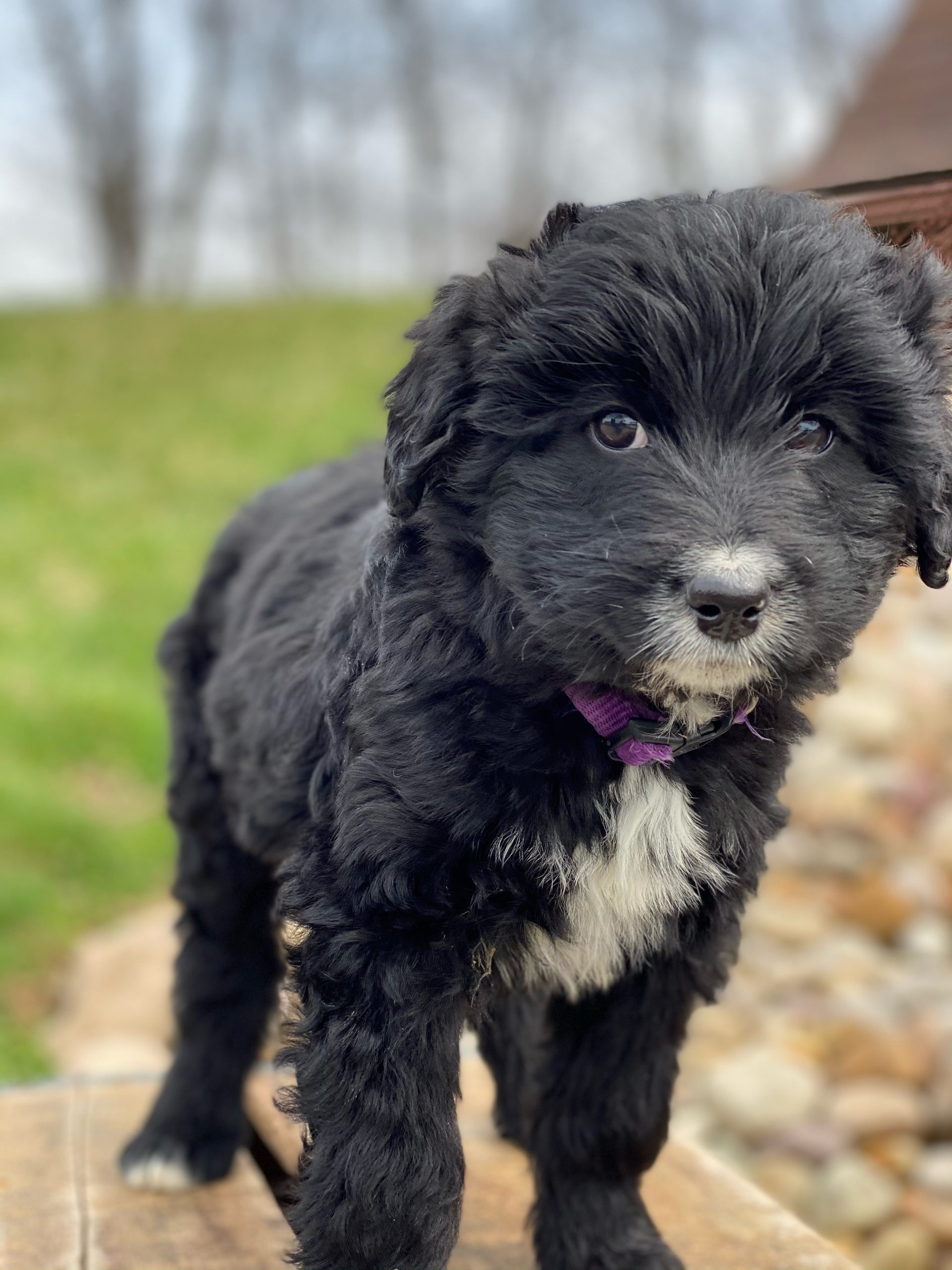 Beautiful Puppies at play. For sale cavapoo playful puppies of Ohio. Cute and cuddly playful Cavapoo pups for sale