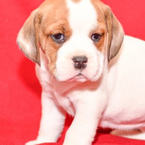 Beautiful beagle mix Puppies at play. For sale playful puppies of Ohio. Cute and cuddly playful pups for sale beabulls