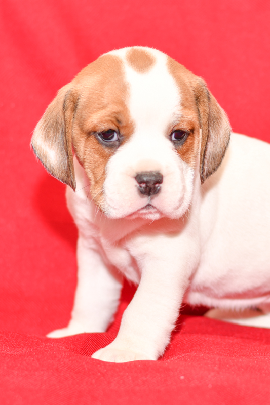 Beautiful beagle mix Puppies at play. For sale playful puppies of Ohio. Cute and cuddly playful pups for sale beabulls