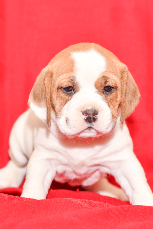 Beautiful beagle mix Puppies at play. For sale playful puppies of Ohio. Cute and cuddly playful pups for sale beabulls