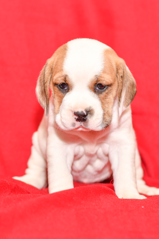 Beautiful beagle mix Puppies at play. For sale playful puppies of Ohio. Cute and cuddly playful pups for sale beabulls
